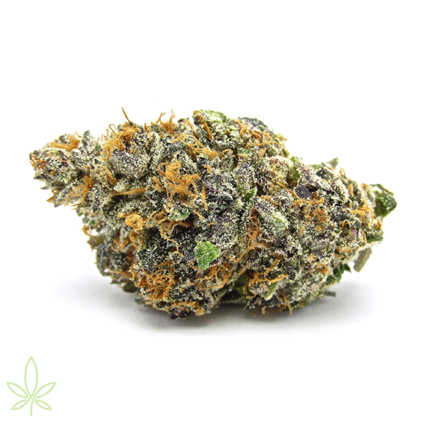 watermelon-gelato-cannabis-clones-for-sale-maine
