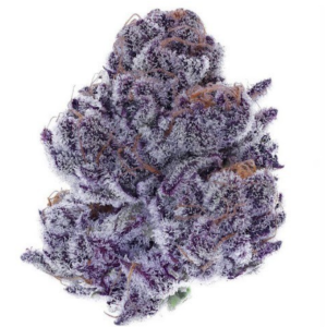 Purple Widow